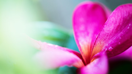 beautiful 4K Wallpaper. Close-up of morning dew on pink  "Apocynaceae flower"
, Frangipani, Plumeria, Temple Tree, Graveyard Tree.