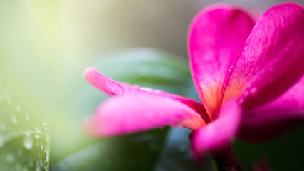 Fototapeta premium beautiful 4K Wallpaper. Close-up of morning dew on pink 