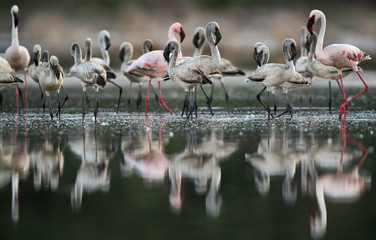 Adult ans young Lesser Flamingos at Lake Bagoria, Kenya
