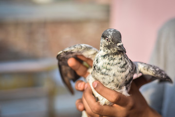 India - May 1, 2020: boy hand holding a black and white pigeon, with a blur background