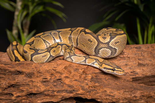 gorgeous snake ball python in studio shot 