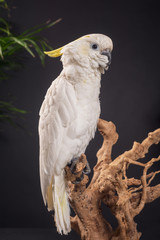 beautiful white crested cockatoo in studio shot 