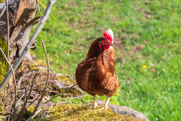 free range chicken in an open field in a farm