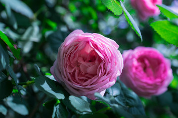 the beauty of blooming rose hips