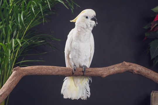 Beautiful White Crested Cockatoo In Studio Shot 