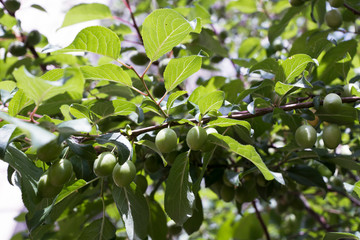 growing green plums in spring