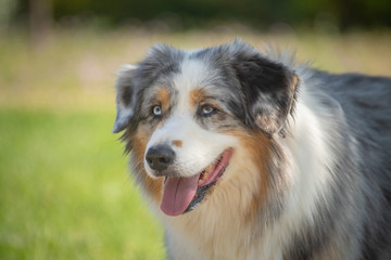 portrait of australian shepherd dog