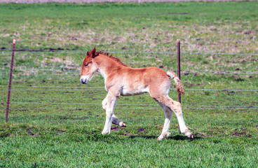 Belgian Foal
