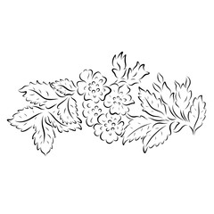 Pattern of flowers and leaves of plants from the contour black brush lines different thickness on white background. Vector illustration.