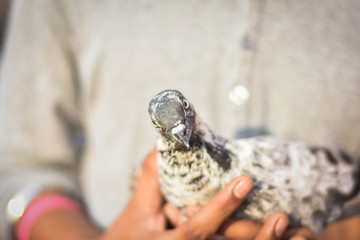 boy hand holding a black and white pigeon, with a blur background, Love birds 