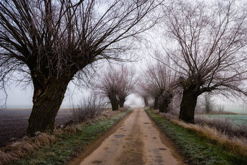 Stara droga, stare wierzby. Szosa Kruszewska. Dolina Narwi. Narwiański Park Narodowy. Podlasie, Polska