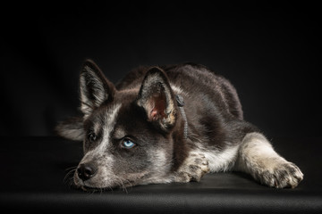 cute portrait of puppy husky studio shot
