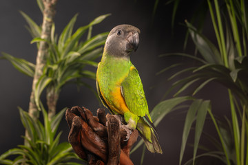 little Senegal parrot  studio shot © jonathan