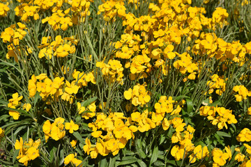 Giroflée jaune au jardin
