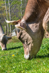 cow in a field eating grass