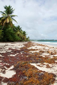 Les algues Sargasses sur une plage de Guadeloupe
