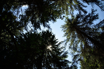 Obraz premium Looking at the sky among the fir branches