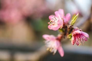 Fototapeta na wymiar Closeup shot of pink cherry blossoms