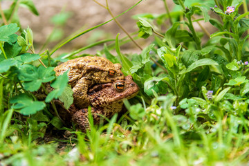 A couple of toads mating in the woods in Diesbach, Switzerland