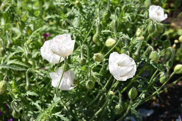 Pavot blanc au jardin