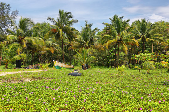 Tropical white sand beach of mararikulam, Kerala, India