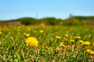 field with yellow dandelion flowers