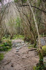 footpath in the woods
