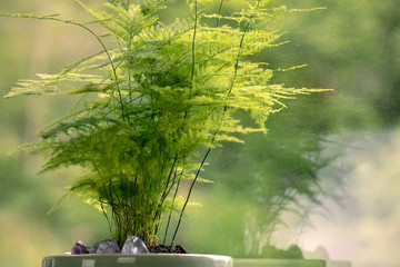 Aspargus Setaceus, asparagus grass, green houseplant in pot close-up. Asparagus fern by the window....