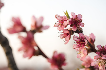 Closeup shot of pink cherry blossoms