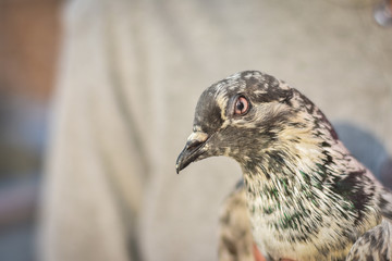 boy hand holding a black and white pigeon with blur background 