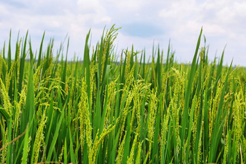 Detail closeup of ears of rice in fields near Kumarakom, Kerala, India