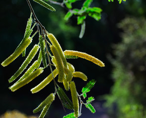 A cluster of Honey Mesquite Blooms 