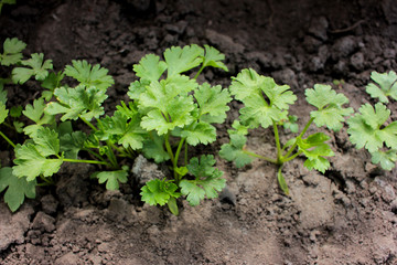 Young parsley growing in the garden in spring sunny day. First harvest
