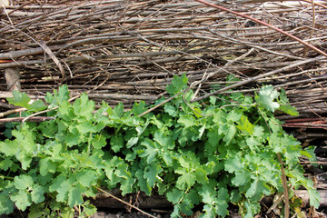 Celandine medicinal plant grows near a wicker fence. Spring rural landscape