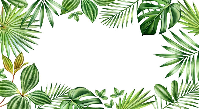 Watercolor palm leaves banner. Horizontal frame with exotic plants and place for text. Hand painted floral background. Realistic botanical illustrations isolated on white.