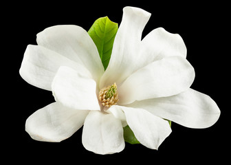 Fototapeta na wymiar Magnolia flower isolated on black background with clipping path