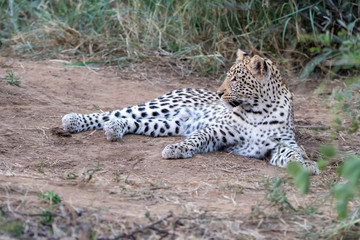 Young leopard (Panthera parts) in bush at the Madikwe Reserve, South Africa