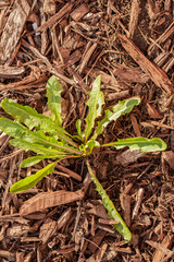 Prickly lettuce common weed growing in mulch