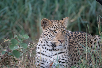 Young leopard (Panthera parts) in bush at the Madikwe Reserve, South Africa