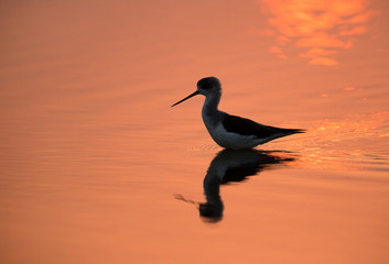 Black-winged Stilt and morning light reflection