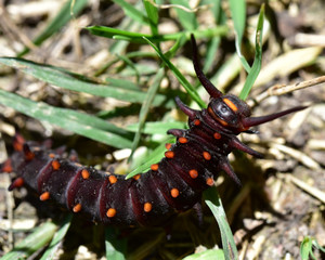 Battus philonor (Linnaeus, 1771)