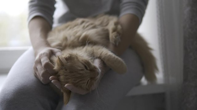 Woman is stroking cute ginger cat on windowsill. Fluffy pet purring with pleasure. Cozy home. 10bit Clip with HLG profile BT.2020 ungraded.