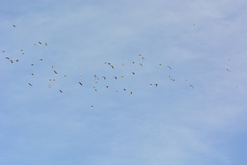 Cedar Waxwing Flock