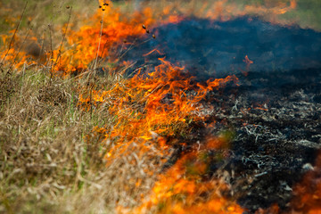 Burning old dry grass in garden. Flaming dry grass on a field. Forest fire. Stubble field is burned by farmer. Fire in the Field.