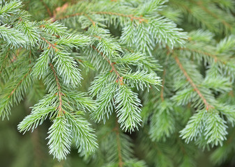 branches of a fir tree