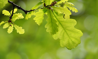 green leaves of a tree