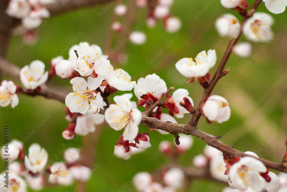 Wall mural blooming tree at spring, fresh white flowers on the branch of fruit tree, plant blossom abstract blo