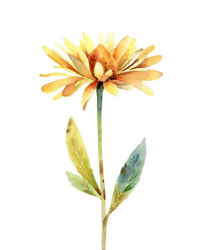 Watercolor rudbeckia flower on white background