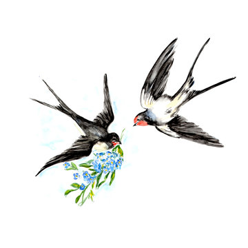  Watercolor painting of Swallow bird sketch art illustration