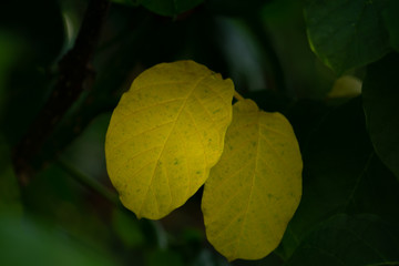 The leaves change color to yellow, among other leaves that remain green.